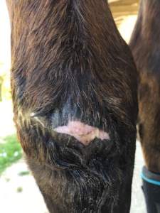 cicatrice blessure cheval